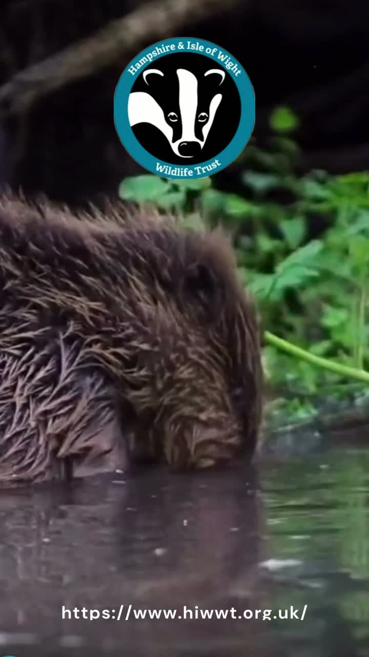 Save the Beavers